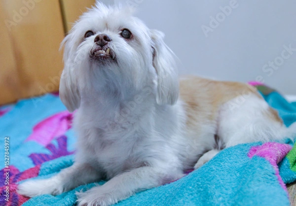 Fototapeta cachorro branco