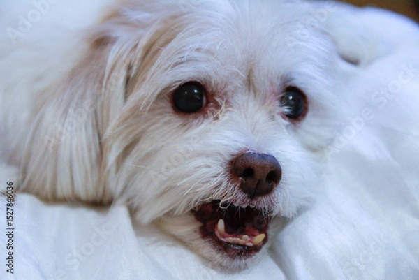 Obraz cachorro branco