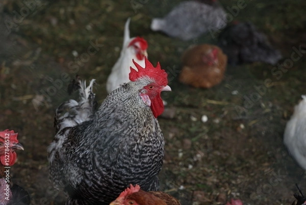 Fototapeta Rooster with hens in a farmyard