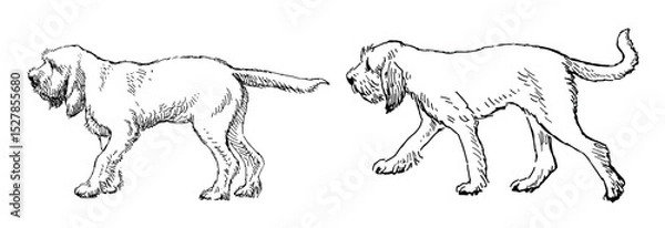 Fototapeta Contour drawings of two white cute dogs breed Italian spinone, pointers, hunting walking, profile, realistic sketch, vector illustration
