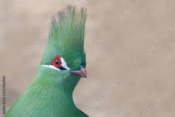 Obraz Close-up view of a Green Turaco (Tauraco persa) with copy space