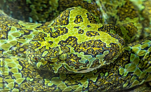 Obraz Close-up view of a Mangshan pit viper (Protobothrops mangshanensis)