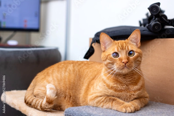 Fototapeta A fluffy orange cat is lounging on a cat tree, gazing at the camera