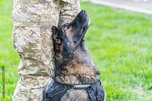 Fototapeta German Shepherd dog in protective gear standing on grassy terrain, possibly with a handler or companion in military camouflage Outdoor setting, bright daylight, candid style photography
