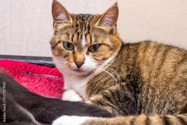 Fototapeta A brown and white cat is comfortably laying on a soft pink blanket