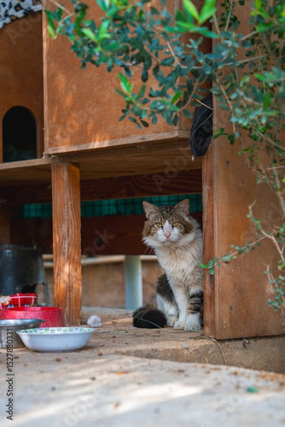 Obraz A white and brown cat sits under a handmade wooden shelter with food and water bowls nearby, surrounded by green foliage in a sunny setting.