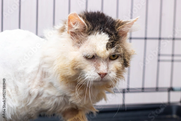 Fototapeta A cat that has a significant amount of dirt on its face