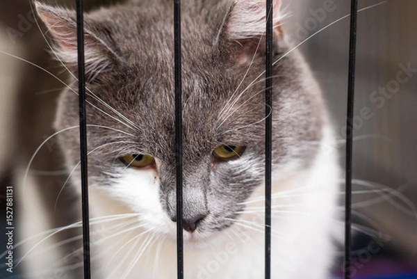 Fototapeta A gray and white cat is sitting behind the bars, gazing intently at the camera