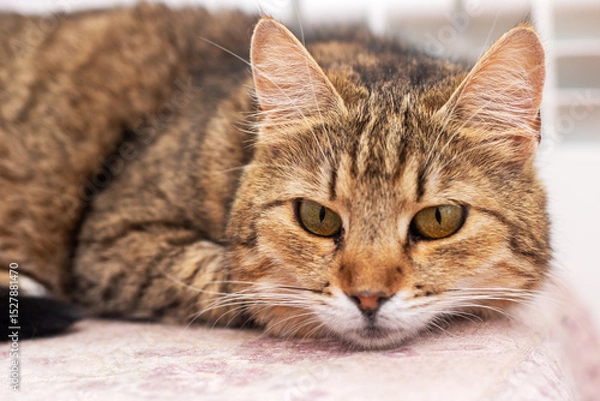 Fototapeta A cat is laying on a soft blanket, curiously looking at the camera