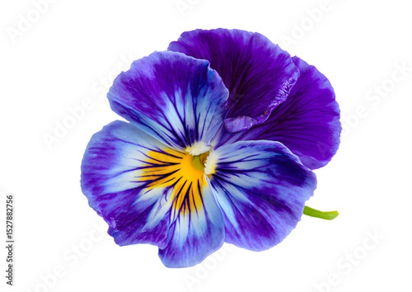 Fototapeta Vibrant Pansy flower PNG, transparent, isolated to showcase its rich colors and intricate patterns for creative projects.