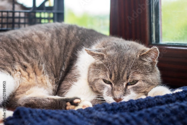 Fototapeta A cute cat is comfortably laying on a soft blue blanket in front of a window