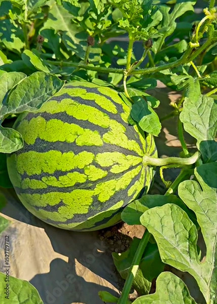 Obraz Close-Up of Ripe Watermelon Growing in Lush Green Field