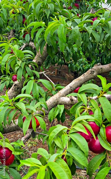 Obraz Nectarine Tree Laden with Ripe Red Fruit in Orchard