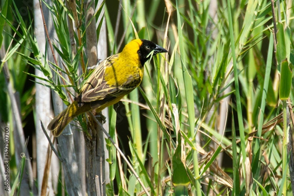 Obraz Tisserin intermédiaire,
Ploceus intermedius, Lesser Masked Weaver