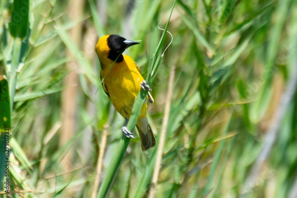Obraz Tisserin intermédiaire,
Ploceus intermedius, Lesser Masked Weaver