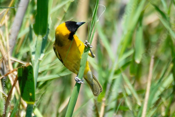 Obraz Tisserin intermédiaire,
Ploceus intermedius, Lesser Masked Weaver