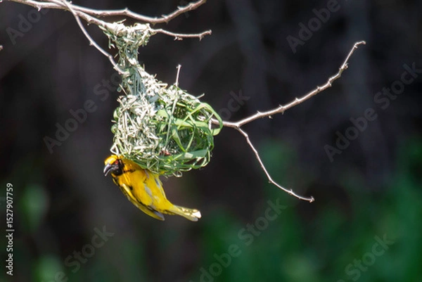 Obraz Tisserin à tête rousse, nid,.Ploceus velatus, Southern Masked Weaver