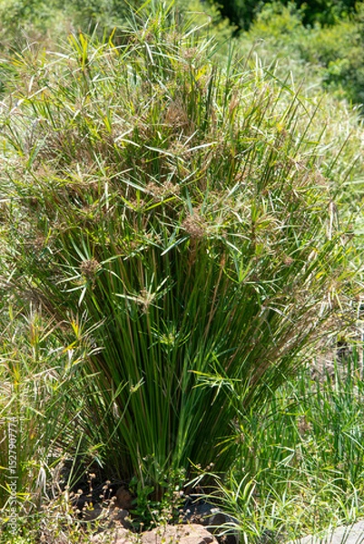Obraz Papyrus, Cyperus papyrus, Parc national du lac Naivasha, Kenya, Afrique de l'Est