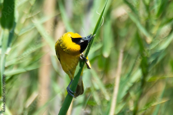 Obraz Tisserin intermédiaire,.Ploceus intermedius, Lesser Masked Weaver