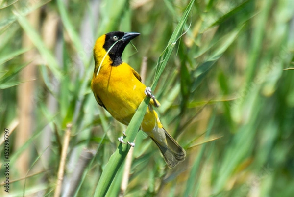 Obraz Tisserin intermédiaire,
Ploceus intermedius, Lesser Masked Weaver