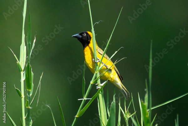 Obraz Tisserin intermédiaire,Ploceus intermedius, Lesser Masked Weaver