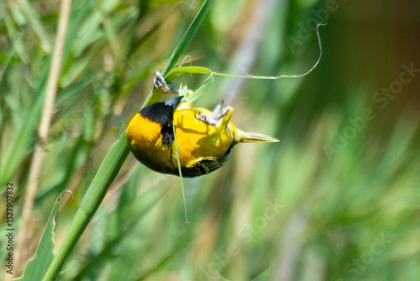 Obraz Tisserin intermédiaire,.Ploceus intermedius, Lesser Masked Weaver