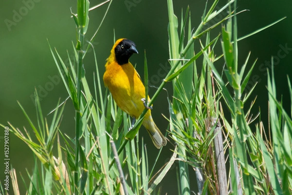 Obraz Tisserin intermédiaire,
Ploceus intermedius, Lesser Masked Weaver