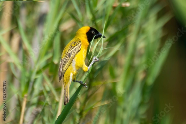 Obraz Tisserin intermédiaire,.Ploceus intermedius, Lesser Masked Weaver
