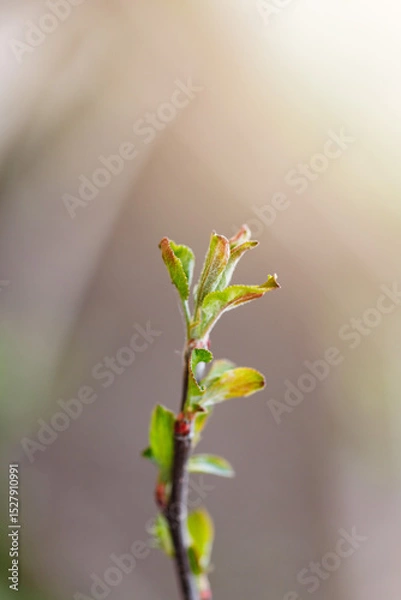 Obraz Spring twig with first green leaves