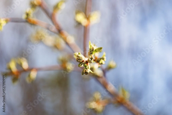 Obraz Spring twig with first green leaves