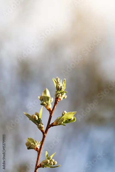Obraz Spring twig with first green leaves