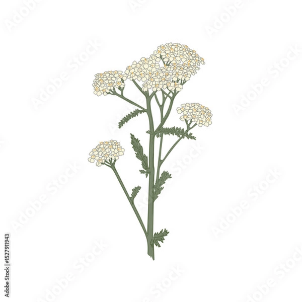 Obraz Bloom floral vector illustration isolated on white background