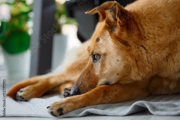 Obraz Happy ginger mixed breed dog in luxurious bright colors scandinavian style living room with potted plants. Pets friendly hotel or home room.