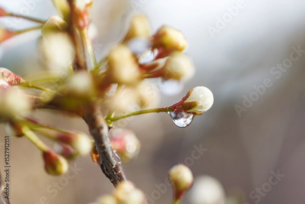 Obraz Beautiful spring tree blossoms. Plum tree flowers. Spring Design. Blooming branch at spring garden. Easter banner. Spring flowers reason of allergy.