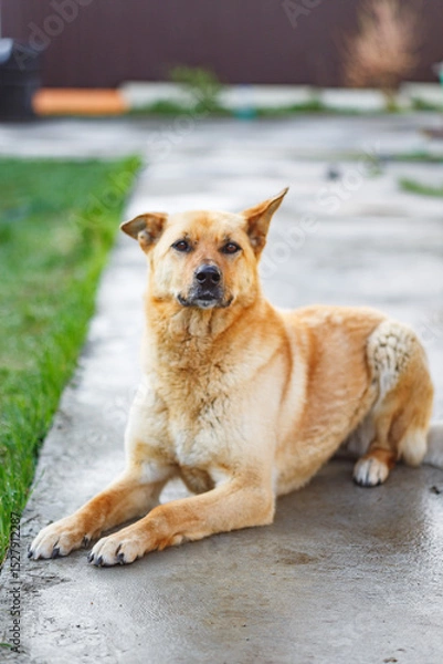 Obraz cute dog lying on the road looking at the camera