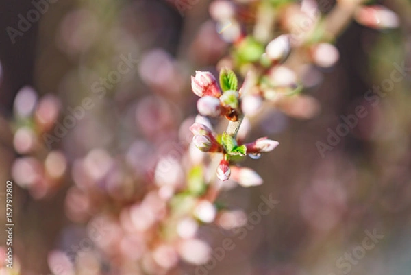 Obraz Beautiful spring tree blossoms. Plum tree flowers. Spring Design. Blooming branch at spring garden. Easter banner. Spring flowers reason of allergy.