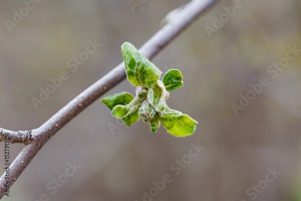 Obraz Spring twig with first green leaves