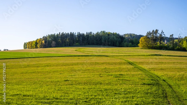 Fototapeta A tranquil spring evening landscape showcases expansive green fields under a clear blue sky. Lush trees line the horizon, creating a serene backdrop for a peaceful outdoor setting.