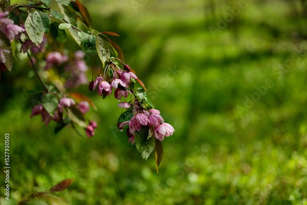 Fototapeta Apple Malus Rudolph tree, with dark pink blossoms in the blurred bokeh background. Spring. Abstract floral pattern