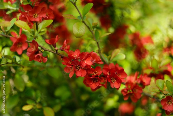 Fototapeta Henomeles is beautiful. The flowers of early spring delight with their beauty in the botanical garden