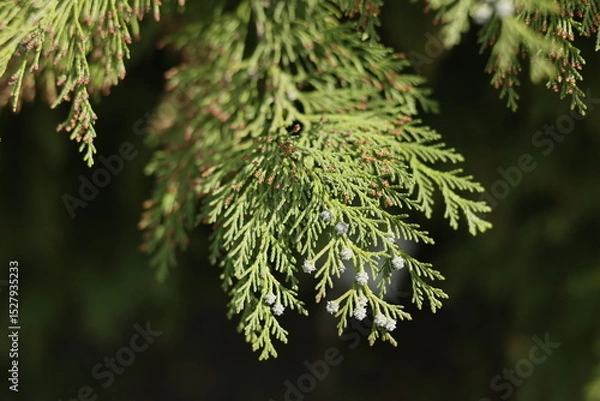 Fototapeta A close up of green Lawson Cypress branches