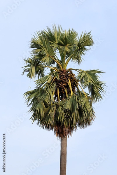 Fototapeta There are many toddy palm fruits on the toddy palm trees ready to be harvested for consumption.