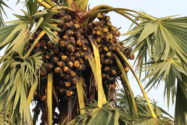 Fototapeta There are many toddy palm fruits on the toddy palm trees ready to be harvested for consumption.