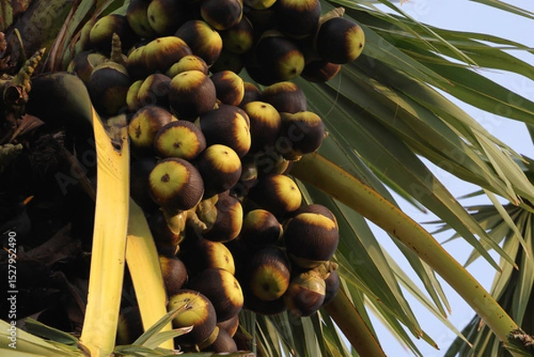 Fototapeta There are many toddy palm fruits on the toddy palm trees ready to be harvested for consumption.