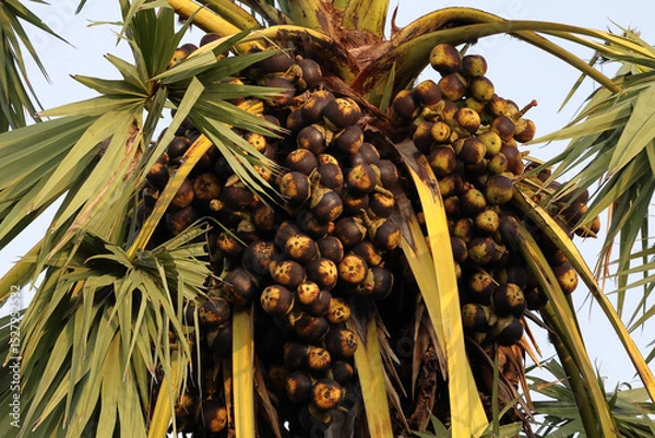 Fototapeta There are many toddy palm fruits on the toddy palm trees ready to be harvested for consumption.