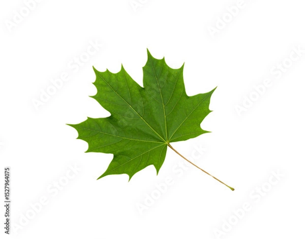 Obraz Vibrant green maple leaf with detailed veins and a slender brown stem