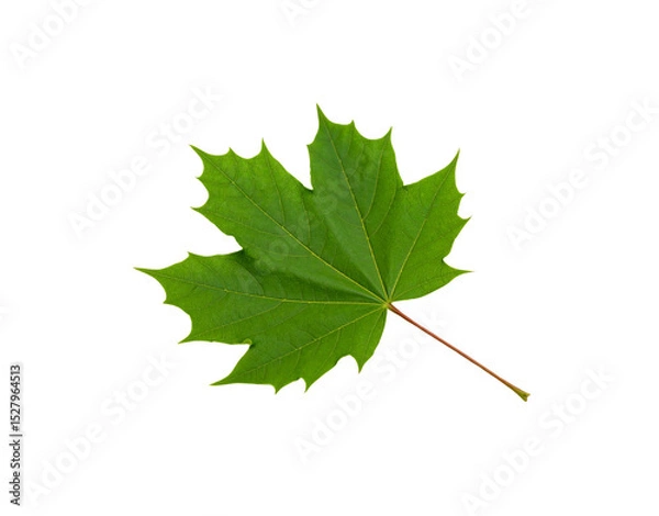 Obraz Vibrant Green Maple Leaf with Detailed Veins and ReddishBrown Stem
