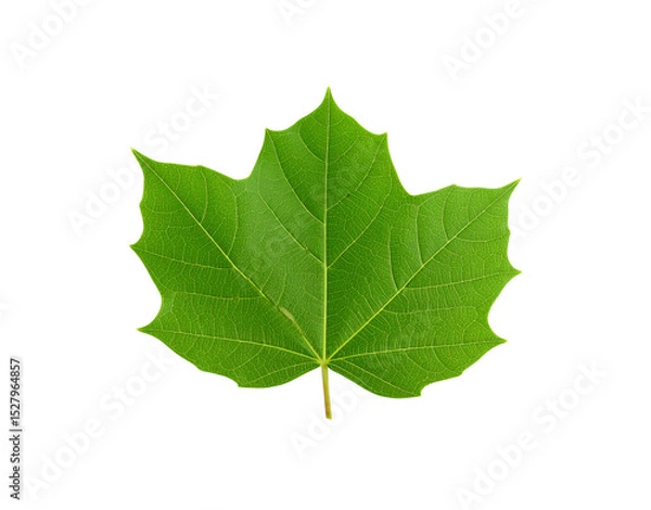 Obraz Vibrant green maple leaf with detailed venation and sharp pointed lobes