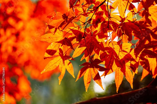 Obraz Colourful maple leaves in autumn season color when the leaves change colorful of is in the park, green, yellow, orange and red discoloration