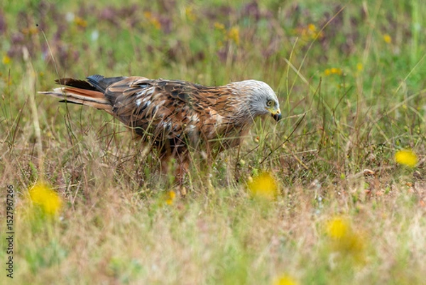 Obraz Milan royal,Milvus milvus , Red Kite